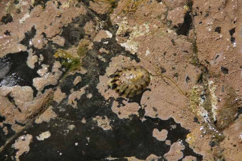 Nieuw-Zeeland 2011 - 1823